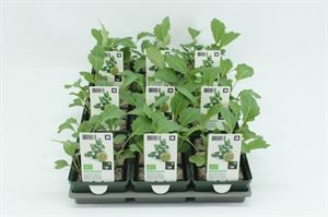 Bild von Kool. Koolrabi Groot